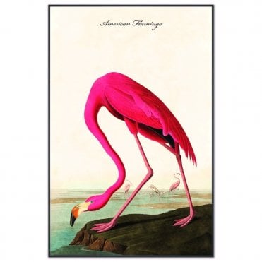 American Flamingo Velvet Canvas