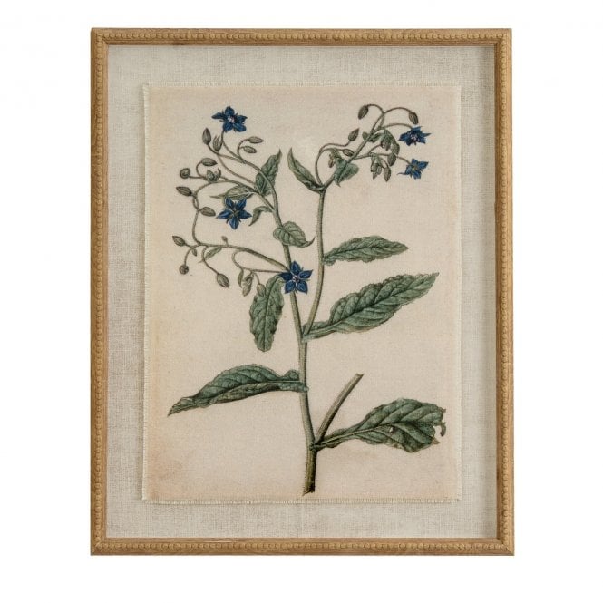 Borage on Linen