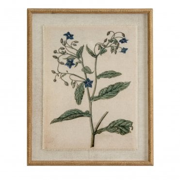 Borage on Linen