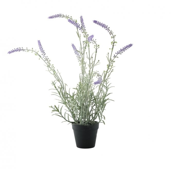 Lavender in Pot