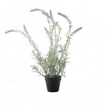 Lavender in Pot