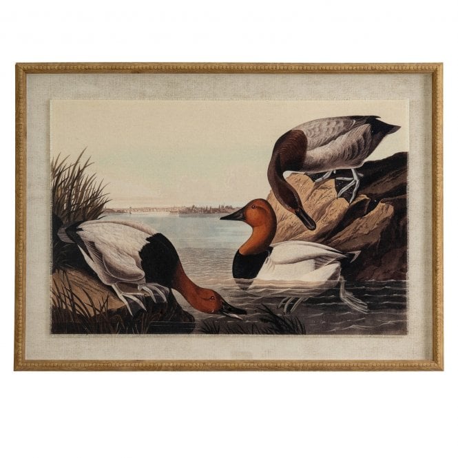 Pochards on Linen