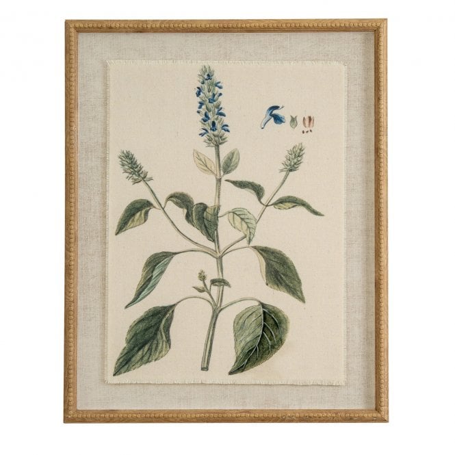Salvia on Linen