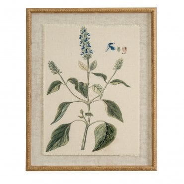 Salvia on Linen
